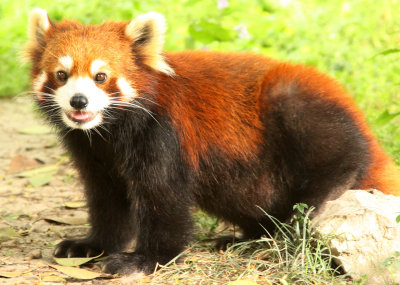 AILURIDAE - RED PANDA - SHANGHAI ZOO (6).JPG