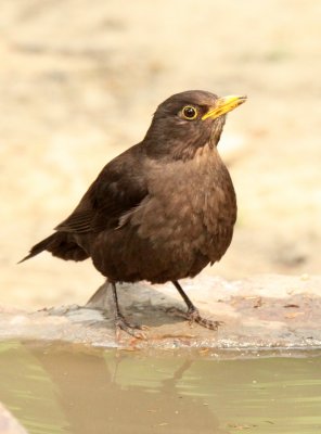 BIRD - BLACKBIRD - EURASIAN BLACKBIRD - TURDUS MERULA MANDARINUS - SHANGHAI ZOO (2).JPG