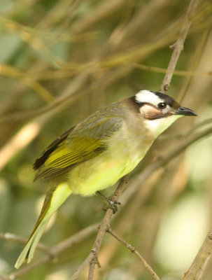 BIRD - BULBUL - CHINESE BULBUL - SHANGHAI ZOO (1).JPG