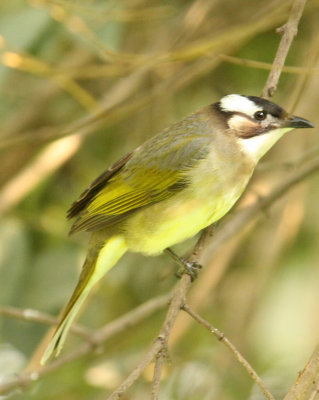 BIRD - BULBUL - CHINESE BULBUL - SHANGHAI ZOO (3).JPG