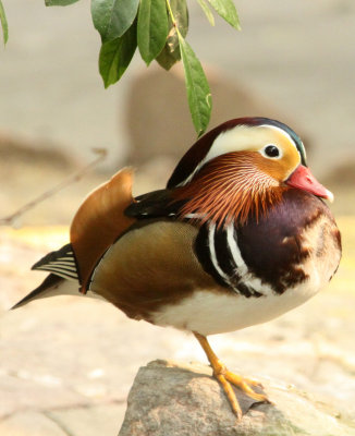 BIRD - DUCK - MANDARIN DUCK - SHANGHAI ZOO (1).JPG