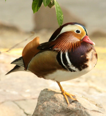 BIRD - DUCK - MANDARIN DUCK - SHANGHAI ZOO (3).JPG