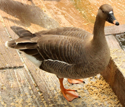 BIRD - GOOSE - BEAN GOOSE - SHANGHAI ZOO.JPG