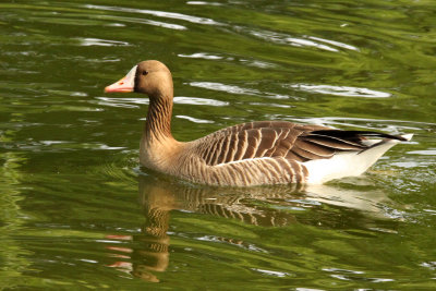 BIRD - GOOSE - GREATER WHITE-FRONTED GOOSE - SHANGHAI ZOO (1).JPG