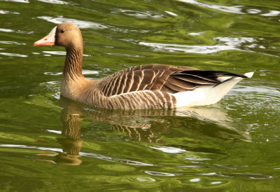 BIRD - GOOSE - GREATER WHITE-FRONTED GOOSE - SHANGHAI ZOO (2).JPG