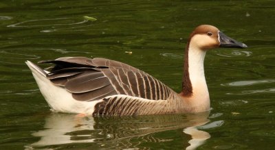 BIRD - GOOSE - SWAN GOOSE - SHANGHAI ZOO (6).JPG