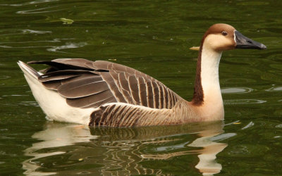 BIRD - GOOSE - SWAN GOOSE - SHANGHAI ZOO (8).JPG