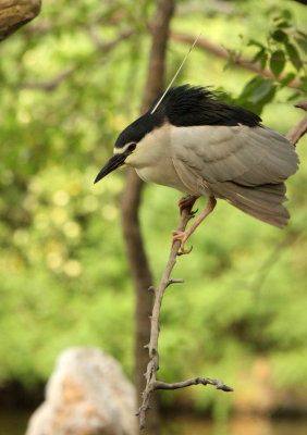 BIRD - HERON - BLACK-CROWNED NIGHT HERON - SHANGHAI ZOO (1).JPG