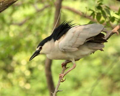 BIRD - HERON - BLACK-CROWNED NIGHT HERON - SHANGHAI ZOO (8).JPG