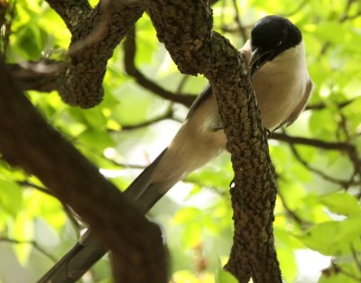 BIRD - MAGPIE - AZURE-WINGED MAGPIE - SHANGHAI ZOO (4).JPG