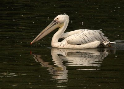 BIRD - PELICAN - PINK-BACKED PELICAN - SHANGHAI ZOO (2).JPG