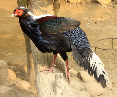 BIRD - PHEASANT - SWINHOE'S PHEASANT - SHANGHAI ZOO (6).JPG