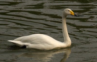 BIRD - SWAN - MUTE SWAN - SHANGHAI ZOO (5).JPG