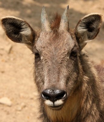 BOVID - GORAL - CHINESE GORAL - SHANGHAI ZOO (10).JPG