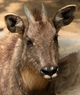 BOVID - GORAL - CHINESE GORAL - SHANGHAI ZOO (6).JPG