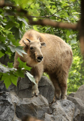 BOVID - TAKIN - SHANGHAI ZOO (1).JPG