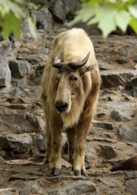 BOVID - TAKIN - SHANGHAI ZOO (11).JPG