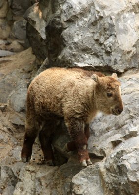 BOVID - TAKIN - SHANGHAI ZOO (13).JPG