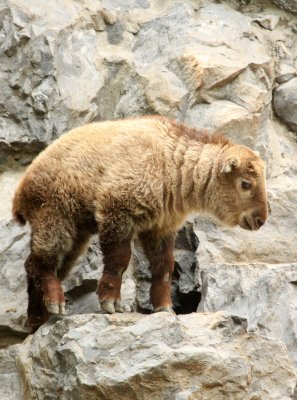 BOVID - TAKIN - SHANGHAI ZOO (16).JPG