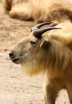 BOVID - TAKIN - SHANGHAI ZOO (20).JPG