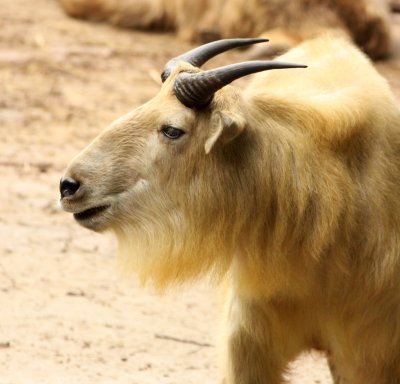 BOVID - TAKIN - SHANGHAI ZOO (21).JPG