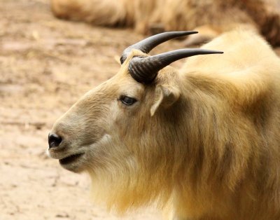 BOVID - TAKIN - SHANGHAI ZOO (24).JPG