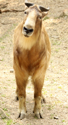 BOVID - TAKIN - SHANGHAI ZOO (8).JPG