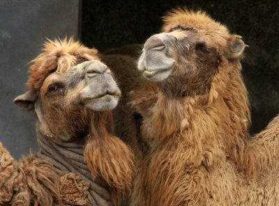 CAMELID - BACTRIAN CAMEL - SHANGHAI ZOO (2).JPG