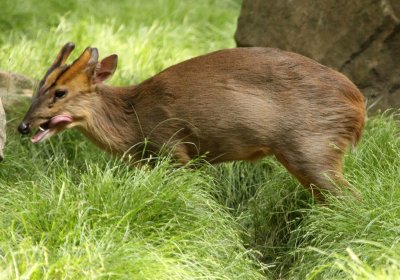 CERVID - MUNTJAC - REEVE'S MUNTJAC - SHANGHAI ZOO (1).JPG