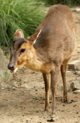 CERVID - MUNTJAC - REEVE'S MUNTJAC - SHANGHAI ZOO (2).JPG