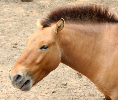 EQUID - PREWALKSI'S HORSE - SHANGHAI ZOO (11).JPG