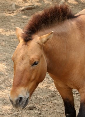 EQUID - PREWALKSI'S HORSE - SHANGHAI ZOO (2).JPG