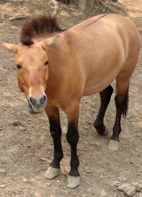 EQUID - PREWALKSI'S HORSE - SHANGHAI ZOO (5).JPG