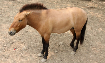 EQUID - PREWALKSI'S HORSE - SHANGHAI ZOO (6).JPG