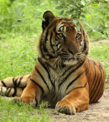 FELID - TIGER - SOUTHERN CHINESE TIGER - PANTHERE TIGRIS AMOYENSIS - SHANGHAI ZOO (12).JPG