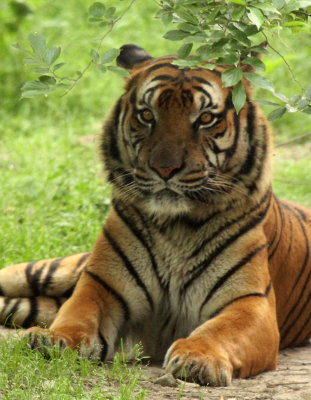 FELID - TIGER - SOUTHERN CHINESE TIGER - PANTHERE TIGRIS AMOYENSIS - SHANGHAI ZOO (21).JPG