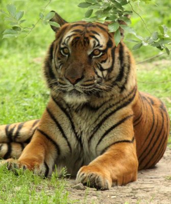 FELID - TIGER - SOUTHERN CHINESE TIGER - PANTHERE TIGRIS AMOYENSIS - SHANGHAI ZOO (23).JPG