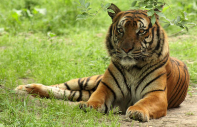 FELID - TIGER - SOUTHERN CHINESE TIGER - PANTHERE TIGRIS AMOYENSIS - SHANGHAI ZOO (24).JPG