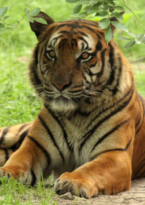 FELID - TIGER - SOUTHERN CHINESE TIGER - PANTHERE TIGRIS AMOYENSIS - SHANGHAI ZOO (28).JPG