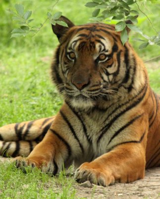 FELID - TIGER - SOUTHERN CHINESE TIGER - PANTHERE TIGRIS AMOYENSIS - SHANGHAI ZOO (29).JPG