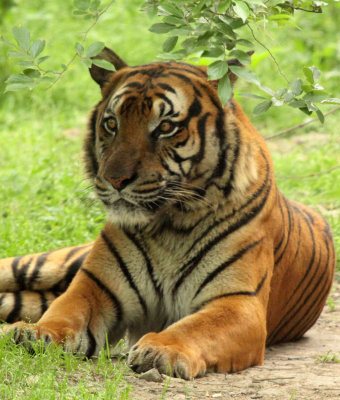 FELID - TIGER - SOUTHERN CHINESE TIGER - PANTHERE TIGRIS AMOYENSIS - SHANGHAI ZOO (33).JPG