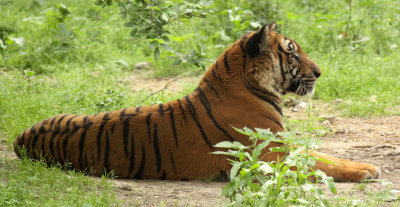 FELID - TIGER - SOUTHERN CHINESE TIGER - PANTHERE TIGRIS AMOYENSIS - SHANGHAI ZOO (42).JPG