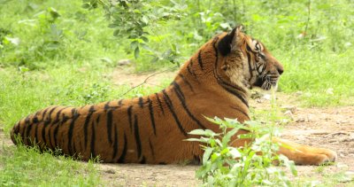 FELID - TIGER - SOUTHERN CHINESE TIGER - PANTHERE TIGRIS AMOYENSIS - SHANGHAI ZOO (43).JPG