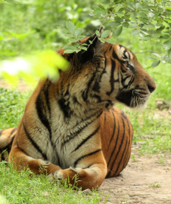 FELID - TIGER - SOUTHERN CHINESE TIGER - PANTHERE TIGRIS AMOYENSIS - SHANGHAI ZOO (6).JPG