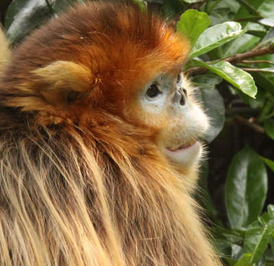 PRIMATE - SNUB-NOSED MONKEY - GOLDEN SNUB-NOSED MONKEY - SHANGHAI ZOO (10).JPG