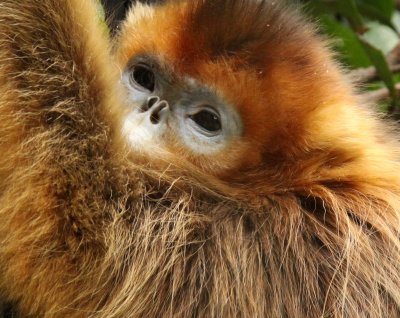 PRIMATE - SNUB-NOSED MONKEY - GOLDEN SNUB-NOSED MONKEY - SHANGHAI ZOO (5).JPG