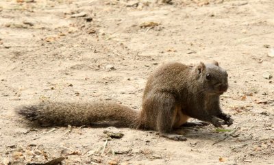 RODENT - SQUIRREL - PALLAS'S SQUIRREL - SHANGHAI ZOO (6).JPG