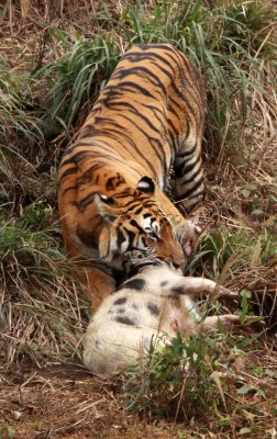 FELID - TIGER - AMOY TIGER - PANTHERA TIGRIS AMOYENSIS - MEIHUASHAN - FUJIAN CHINA (4).JPG