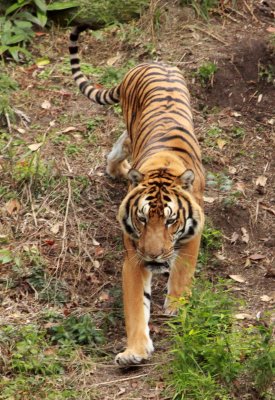 FELID - TIGER - AMOY TIGER - PANTHERA TIGRIS AMOYENSIS - MEIHUASHAN - FUJIAN CHINA (108).JPG