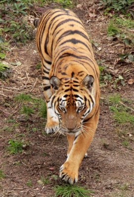 FELID - TIGER - AMOY TIGER - PANTHERA TIGRIS AMOYENSIS - MEIHUASHAN - FUJIAN CHINA (140).JPG